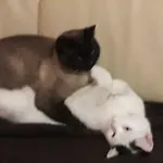 R&g Апартаменты *