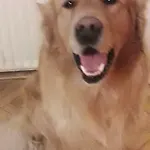 R&g * Жировница