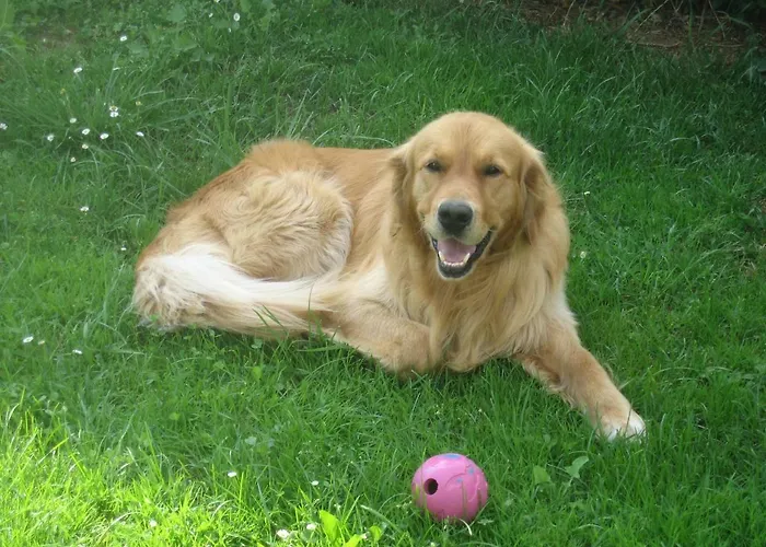 R&g Lejlighed Zirovnica